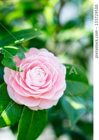Camellia flowers sparkling in the spring sunshine — a soothing landscape colored in soft pink Camellia flowers sparkling in the spring sunshine — a soothing landscape colored in soft pink 133729588