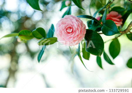 山茶花在春日的陽光下閃閃發光——一片柔和的粉紅色,令人心曠神怡。 山茶花在春日的陽光下閃閃發光——一片柔和的粉紅色,令人心曠神怡。 133729591