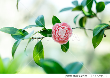 山茶花在春日的陽光下閃閃發光——一片柔和的粉紅色，令人心曠神怡。 133729592