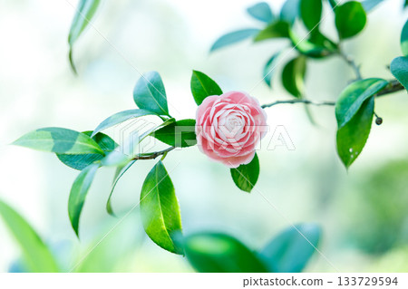 Camellia flowers sparkling in the spring sunshine — a soothing landscape colored in soft pink Camellia flowers sparkling in the spring sunshine — a soothing landscape colored in soft pink 133729594