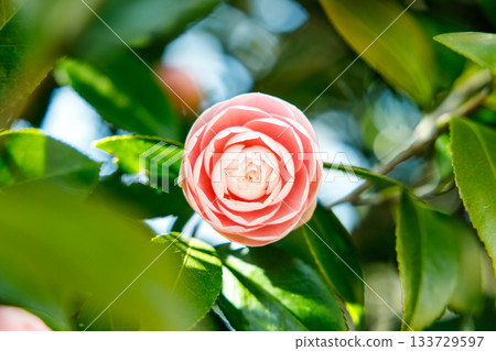 Camellia flowers sparkling in the spring sunshine — a soothing landscape colored in soft pink Camellia flowers sparkling in the spring sunshine — a soothing landscape colored in soft pink 133729597