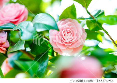 Camellia flowers sparkling in the spring sunshine — a soothing landscape colored in soft pink Camellia flowers sparkling in the spring sunshine — a soothing landscape colored in soft pink 133729600