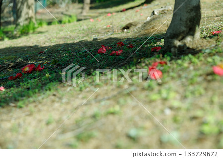 Camellia flowers fallen to the ground - a scene that quietly signals the end of spring Camellia flowers fallen to the ground - a scene that quietly signals the end of spring 133729672