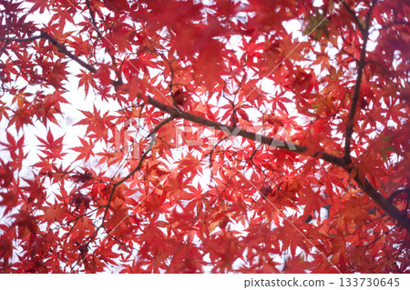 Autumn leaves bathed in the light of autumn - Red and orange in the autumn scenery of Japan 133730645