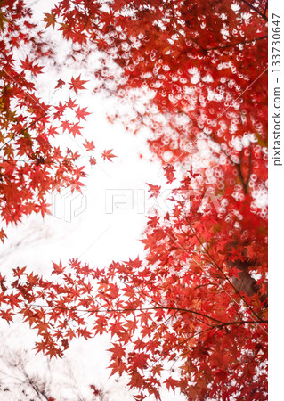 Autumn leaves bathed in the light of autumn - Red and orange in the autumn scenery of Japan 133730647