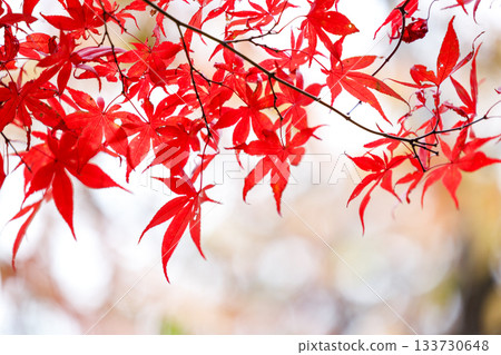 Autumn leaves bathed in the light of autumn - Red and orange in the autumn scenery of Japan 133730648