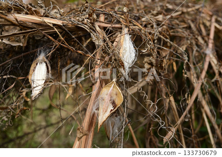 Asclepias seeds and white fluff Asclepias seeds and white fluff 133730679