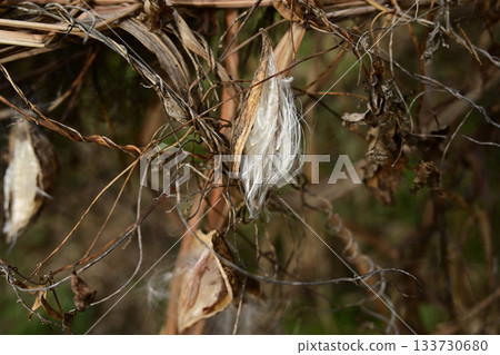 Asclepias seeds and white fluff Asclepias seeds and white fluff 133730680
