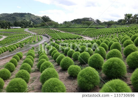 大科奇亞山 133730696