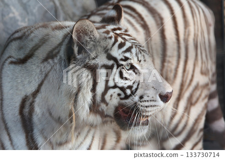 White Tiger White Tiger 133730714