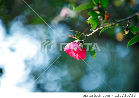 Camellia blooms in the winter sunshine - a beautiful seasonal flower with crimson petals that shine through in the light Camellia blooms in the winter sunshine - a beautiful seasonal flower with crimson petals that shine through in the light 133730738
