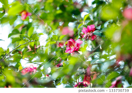 Camellia blooms in the winter sunshine - a beautiful seasonal flower with crimson petals that shine through in the light Camellia blooms in the winter sunshine - a beautiful seasonal flower with crimson petals that shine through in the light 133730739