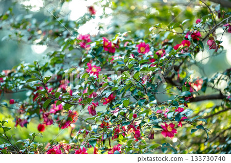 Camellia blooms in the winter sunshine - a beautiful seasonal flower with crimson petals that shine through in the light Camellia blooms in the winter sunshine - a beautiful seasonal flower with crimson petals that shine through in the light 133730740