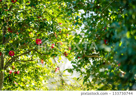 Camellia blooms in the winter sunshine - a beautiful seasonal flower with crimson petals that shine through in the light 133730744