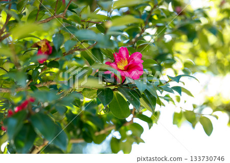 Camellia blooms in the winter sunshine - a beautiful seasonal flower with crimson petals that shine through in the light 133730746