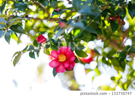 山茶花在冬日的陽光下盛開——這是一種美麗的季節性花卉，深紅色的花瓣在陽光下閃閃發光。 133730747