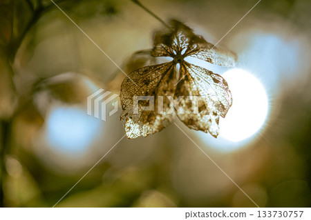 Backlit hydrangeas in November Backlit hydrangeas in November 133730757