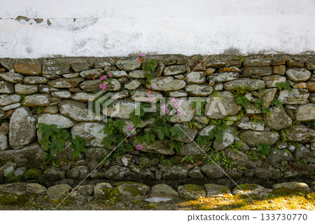 Flowers blooming on the white stone wall Flowers blooming on the white stone wall 133730770