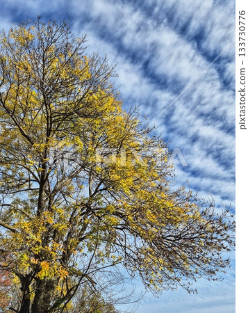 The photograph shows a close-up of the top of a large deciduous tree in late autumn The photograph shows a close-up of the top of a large deciduous tree in late autumn 133730776