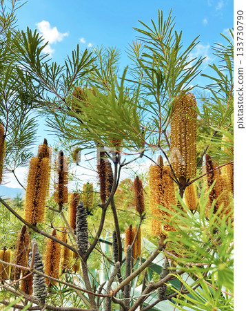 Colorful banksia 133730790