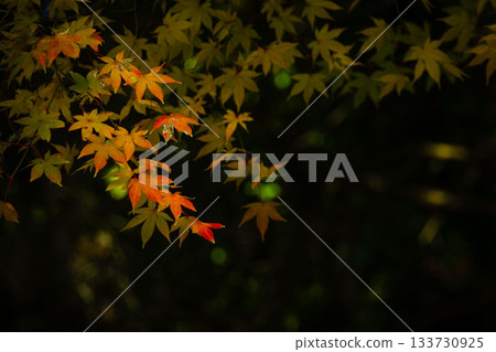 Maple leaves slowly changing color Maple leaves slowly changing color 133730925