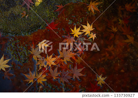 Autumn leaves of maple trees at the source of Aso's water Autumn leaves of maple trees at the source of Aso's water 133730927