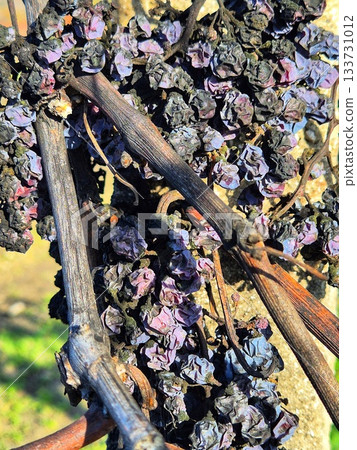 The photo shows dry, wilted grapes left on wooden or dry branches/vines. 133731012