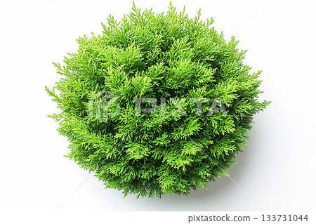 Minimalist aesthetic. Home decor. Top view. Potted Thuja tree with fleshy leaves on a white background. Cottage garden. 133731044