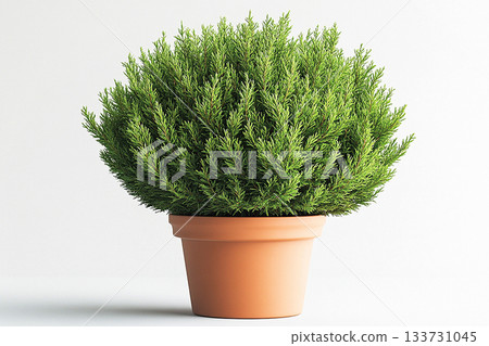 Sustainability sectors. Floral decoration. Potted Thuja tree with fleshy leaves on a white background. Cottage garden. 133731045