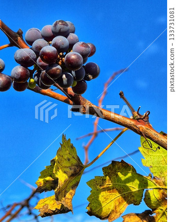 Ripe grapes on a branch against a blue sky. Autumn landscape 133731081