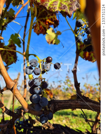 Ripe grapes on a branch against a blue sky. Autumn landscape Ripe grapes on a branch against a blue sky. Autumn landscape 133731114