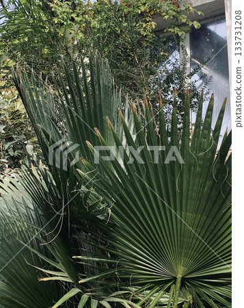 tropical greenery detailed, serene tropical scene with vibrant green foliage and shadows 133731208