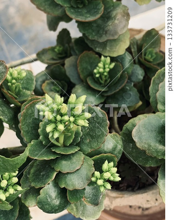 calm indoor scene featuring textured waxy leaves and clustered budding succulents 133731209