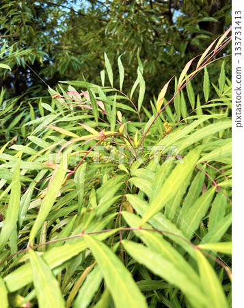 Lush mahonia Lush mahonia 133731413