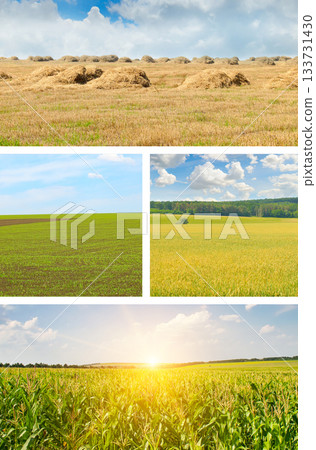 Agricultural Collage: Four Seasons of Field Crops and Harvest 133731430