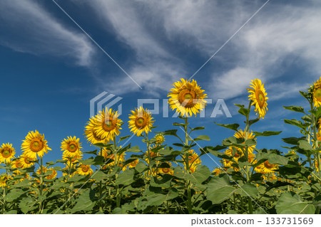 Sunflower plantation with a blue sky background. Sunflower plantation with a blue sky background. 133731569
