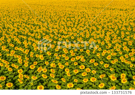 aerial view of Sunflower field. beautiful sunflower on farm. Rural landscape at Lop buri THAILAND aerial view of Sunflower field. beautiful sunflower on farm. Rural landscape at Lop buri THAILAND 133731576