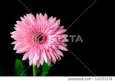 Vibrant Pink Gerbera Daisy Close up isolated on black background, flower concept Vibrant Pink Gerbera Daisy Close up isolated on black background, flower concept 133731578