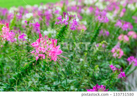 Pink, purple and Spiny Spider Flower or Cleome Hassleriana flowers forms a beautiful scenery. flower background Pink, purple and Spiny Spider Flower or Cleome Hassleriana flowers forms a beautiful scenery. flower background 133731580