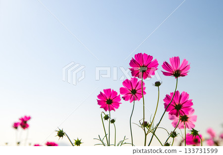 A delicate cluster of pink cosmos flowers reaching toward a clear, soft blue sky. The image highlights the elegance and simplicity of nature with bright petals 133731599