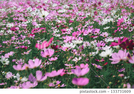 A captivating close up of a vast field blanketed with blooming Cosmos flowers, predominantly in shades of pink, magenta, and pure white. A captivating close up of a vast field blanketed with blooming Cosmos flowers, predominantly in shades of pink, magenta, and pure white. 133731609