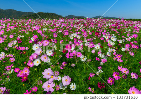 A vibrant field of pink and white cosmos flowers in full bloom, set against a clear blue sky and distant mountain range. flower background A vibrant field of pink and white cosmos flowers in full bloom, set against a clear blue sky and distant mountain range. flower background 133731610