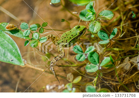 A bright green forest frog in the water A bright green forest frog in the water 133731708