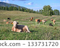 A herd of farm cows on free grazing in ecologically clean mountainous areas 133731720