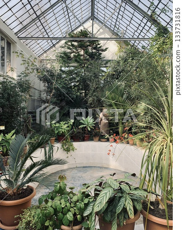lush botanical sanctuary, indoor botanical space featuring diverse lush plant arrangements lush botanical sanctuary, indoor botanical space featuring diverse lush plant arrangements 133731816