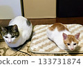 Two cats sitting side by side on a warm floor 133731874