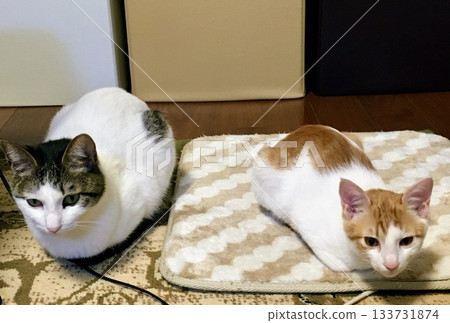 Two cats sitting side by side on a warm floor 133731874