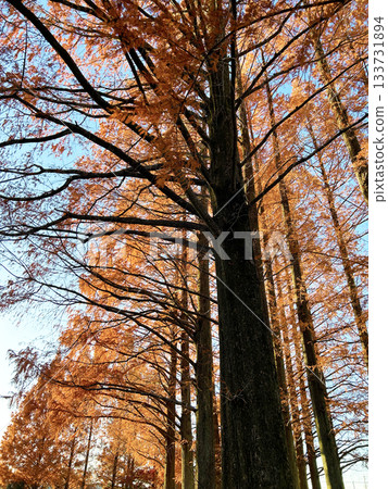 Autumn leaves Metasequoia row of trees 133731894