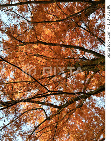 Metasequoia with autumn leaves Metasequoia with autumn leaves 133731896