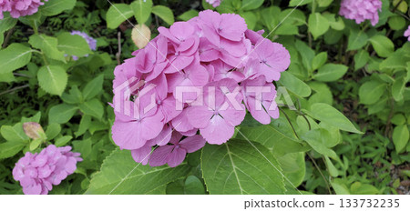 Hydrangea Hydrangea 133732235